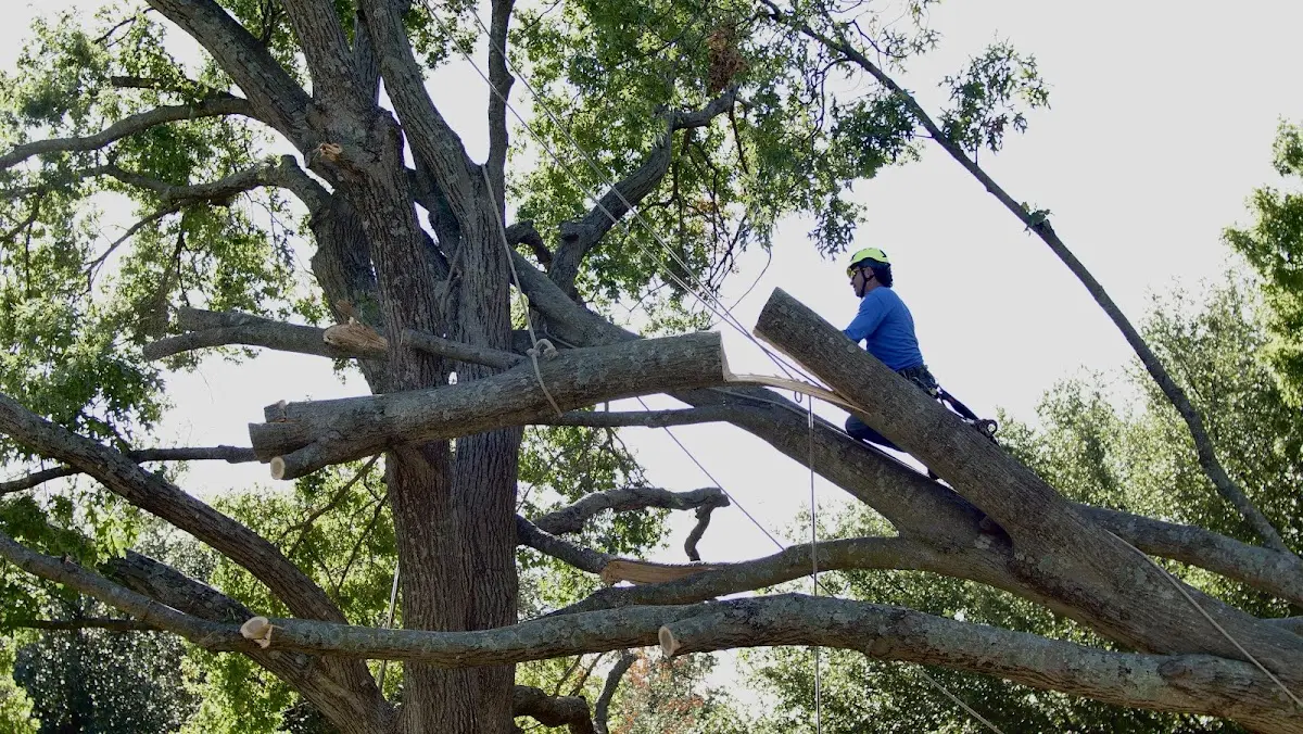 Professional Hazardous Tree Removal performed by certified arborists in Worthington
