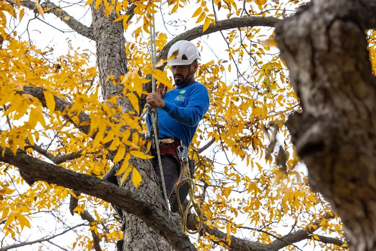 Skilled Tree Transplanting crew working in Worthington